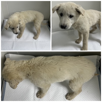 보호중 믹스견의 가…